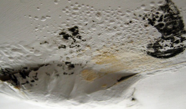 Mold from a Roof Leak